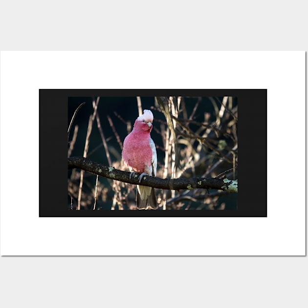 Galah Wall Art by DeborahMcGrath